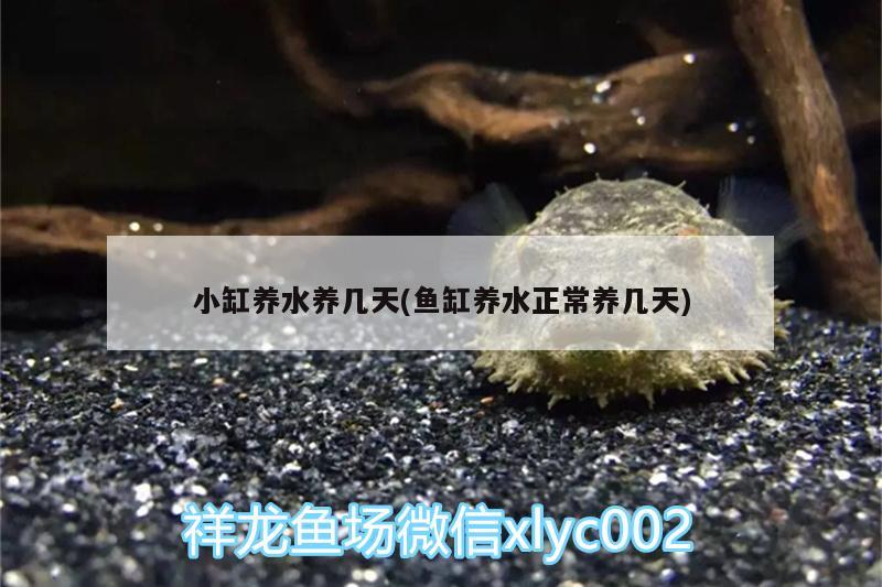 小缸養(yǎng)水養(yǎng)幾天(魚(yú)缸養(yǎng)水正常養(yǎng)幾天) 伊巴卡魚(yú)