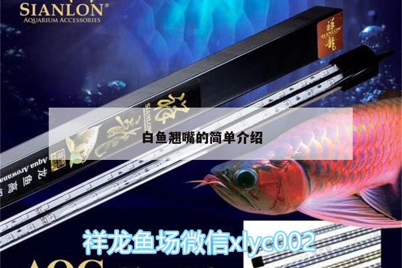 白魚翹嘴的簡(jiǎn)單介紹 名貴錦鯉魚