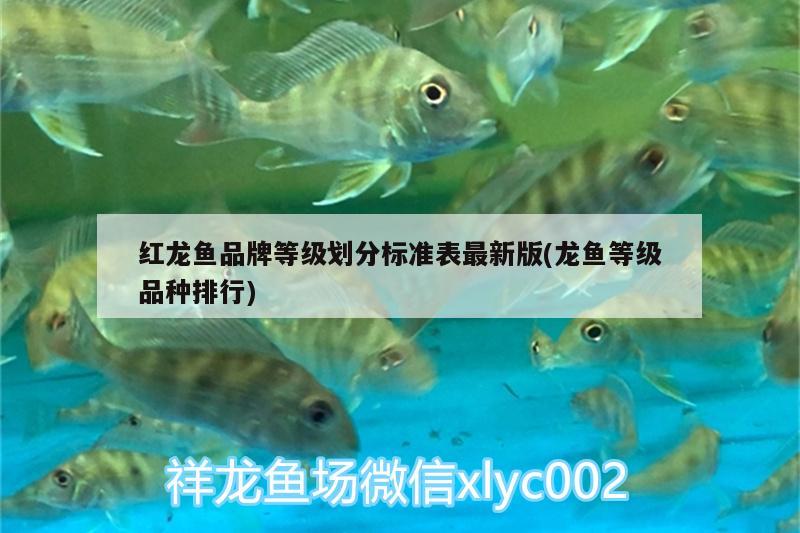 紅龍魚身上發(fā)白怎么了回事(紅魚身體發(fā)白)