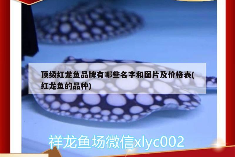 頂級紅龍魚品牌有哪些名字和圖片及價格表(紅龍魚的品種)