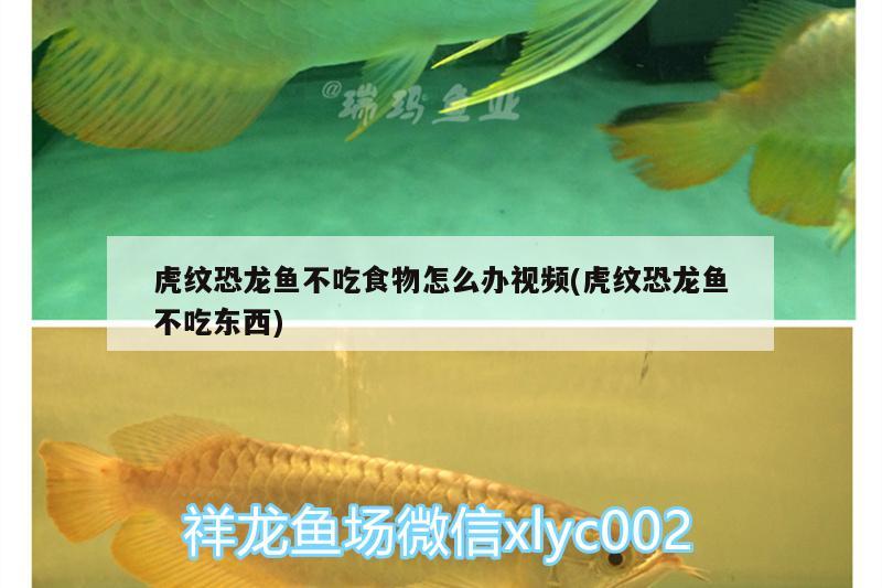 虎紋恐龍魚(yú)不吃食物怎么辦視頻(虎紋恐龍魚(yú)不吃東西) 廣州觀賞魚(yú)批發(fā)市場(chǎng)