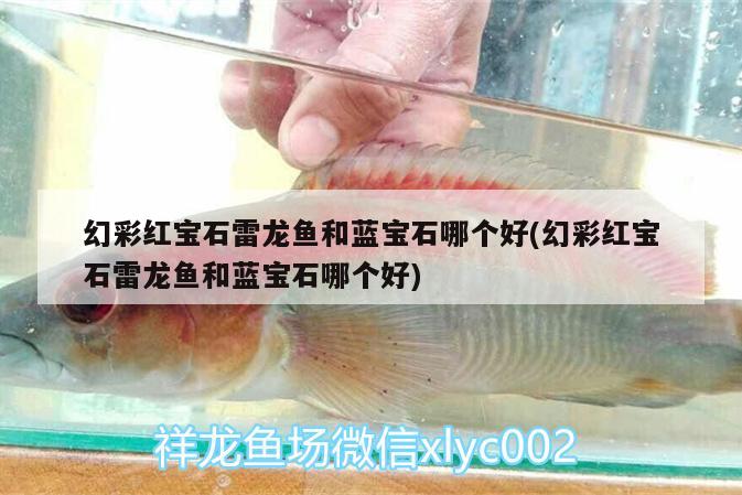 齊河縣開發(fā)區(qū)御恒觀賞魚店