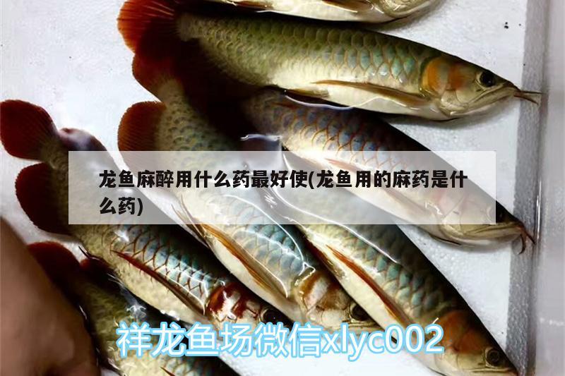 龍魚(yú)麻醉用什么藥最好使(龍魚(yú)用的麻藥是什么藥) 龍魚(yú)麻藥（祥龍Nika）