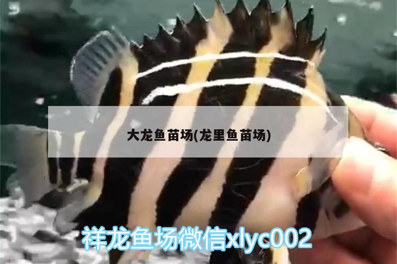 大龍魚苗場(chǎng)(龍里魚苗場(chǎng)) 丹頂錦鯉魚