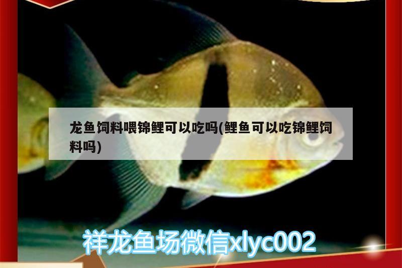 龍魚飼料喂錦鯉可以吃嗎(鯉魚可以吃錦鯉飼料嗎) 過背金龍魚