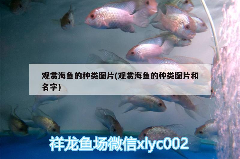 觀賞海魚(yú)的種類圖片(觀賞海魚(yú)的種類圖片和名字)