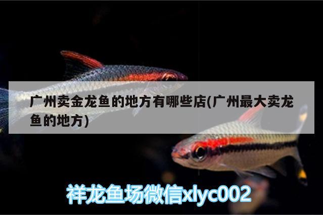 榮登“2020年度生態(tài)魚缸行業(yè)十大品牌”榜單第一名:森森集團(tuán)，哪些生態(tài)魚缸品牌值得信賴？ 羽毛刀魚苗 第2張