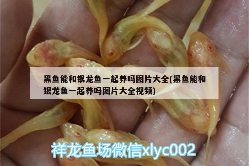 瀘州觀賞魚養(yǎng)殖基地電話多少?。合蚣覊喂鄥^(qū)北總干渠經(jīng)過哪些鄉(xiāng)村