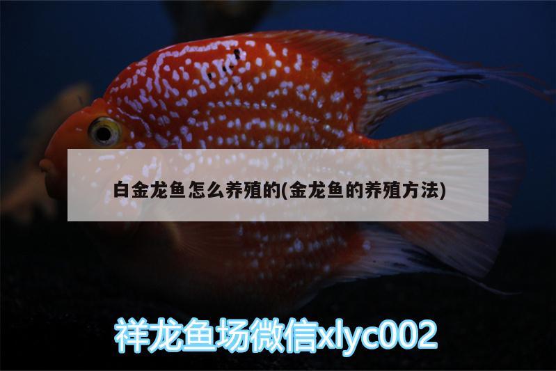 白金龍魚怎么養(yǎng)殖的(金龍魚的養(yǎng)殖方法) 生態(tài)瓶/創(chuàng)意缸/桌面微景缸