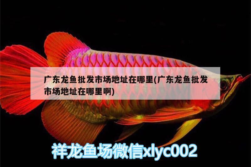 廣東龍魚批發(fā)市場地址在哪里(廣東龍魚批發(fā)市場地址在哪里啊)