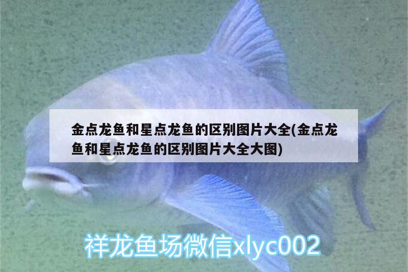 金點(diǎn)龍魚和星點(diǎn)龍魚的區(qū)別圖片大全(金點(diǎn)龍魚和星點(diǎn)龍魚的區(qū)別圖片大全大圖)