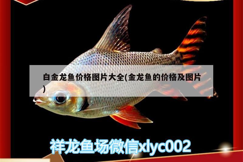 魚(yú)缸換水后怎么養(yǎng)水草？水草的選擇，魚(yú)缸換水后怎么養(yǎng)水草魚(yú)缸換水后怎么養(yǎng)水草的注意事項(xiàng) 水草 第1張