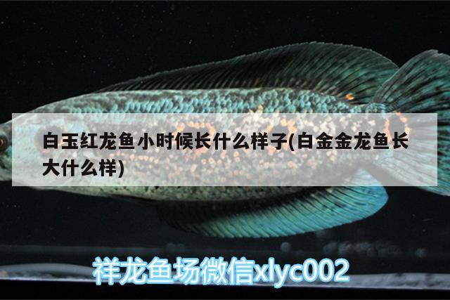 白玉紅龍魚小時候長什么樣子(白金金龍魚長大什么樣)