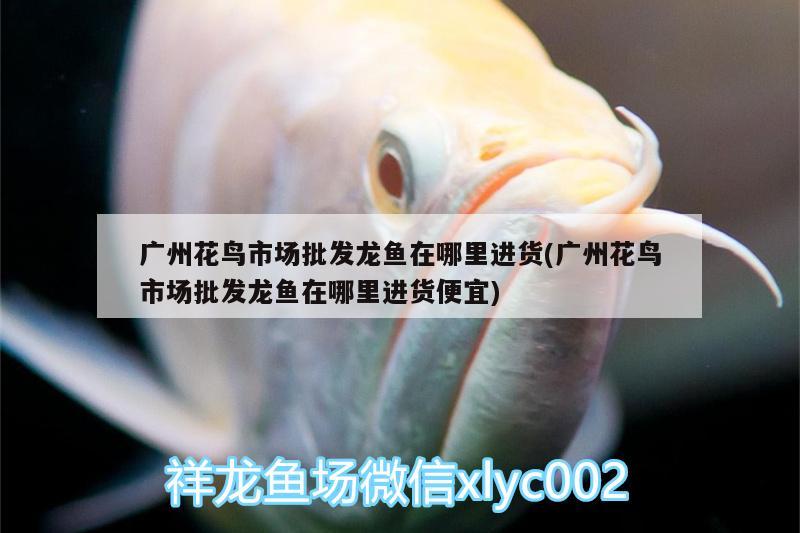 廣州花鳥(niǎo)市場(chǎng)批發(fā)龍魚在哪里進(jìn)貨(廣州花鳥(niǎo)市場(chǎng)批發(fā)龍魚在哪里進(jìn)貨便宜) 綠皮辣椒小紅龍