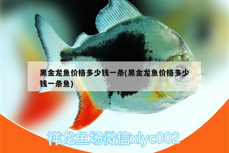 黑金龍魚(yú)價(jià)格多少錢(qián)一條(黑金龍魚(yú)價(jià)格多少錢(qián)一條魚(yú)) 魚(yú)缸百科