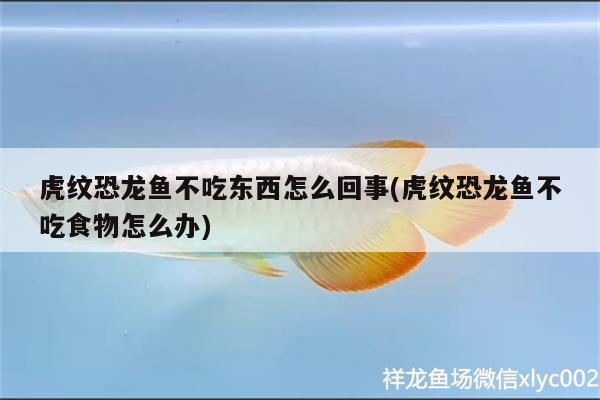 龍魚有刺嗎?：龍魚有刺嗎大豐收 觀賞魚市場 第2張