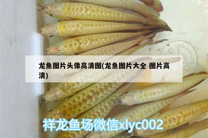 龍魚圖片頭像高清圖(龍魚圖片大全圖片高清)