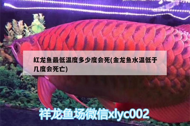 紅龍魚最低溫度多少度會死(金龍魚水溫低于幾度會死亡) BD魟魚