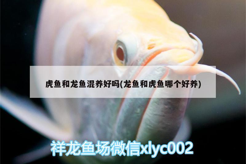 虎魚和龍魚混養(yǎng)好嗎(龍魚和虎魚哪個(gè)好養(yǎng)) 虎魚百科