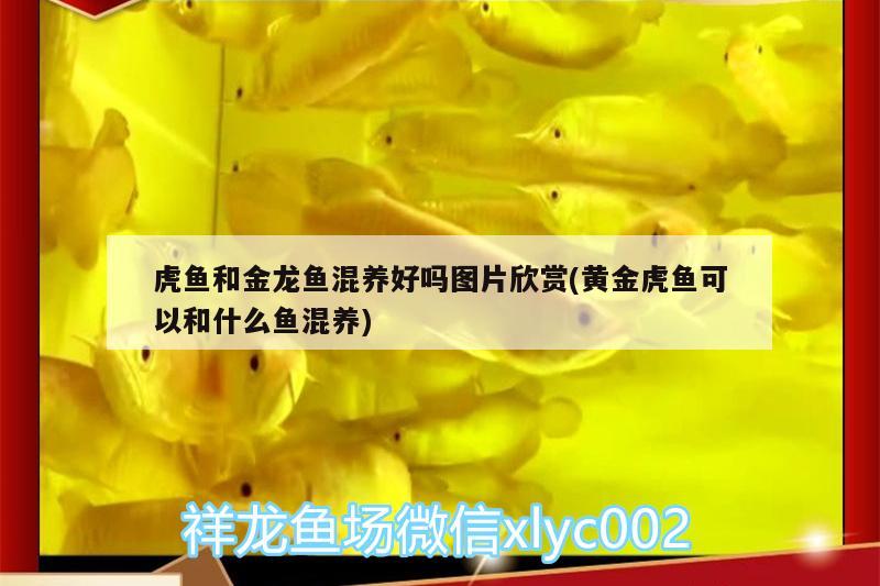 虎魚需要開燈嗎多久換一次水族行業(yè)的飼養(yǎng)虎魚的挑選和飼養(yǎng)技巧，虎魚的挑選和飼養(yǎng) 虎魚百科 第2張