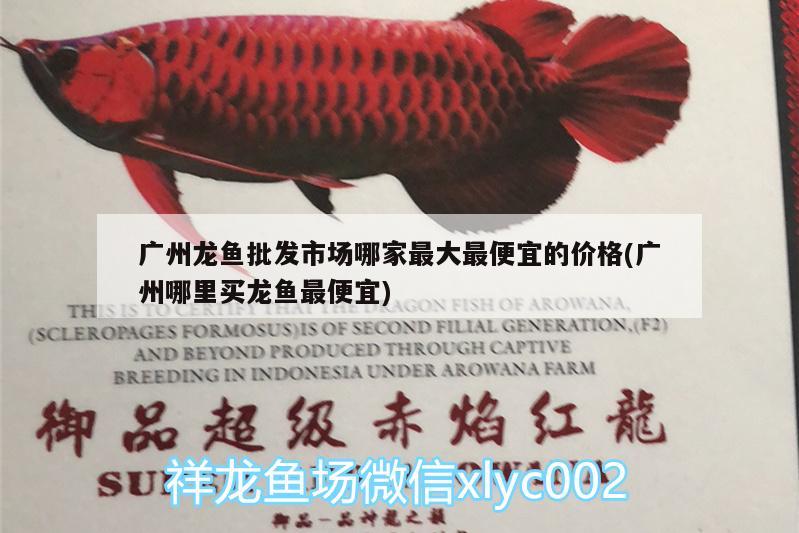 廣州龍魚批發(fā)市場哪家最大最便宜的價格(廣州哪里買龍魚最便宜) 龍魚批發(fā)