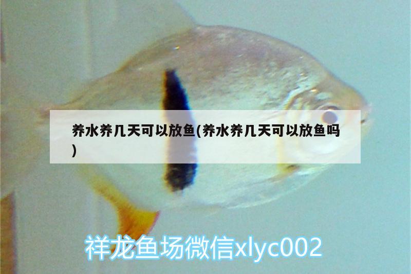 養(yǎng)水養(yǎng)幾天可以放魚(養(yǎng)水養(yǎng)幾天可以放魚嗎) 黑白雙星魚