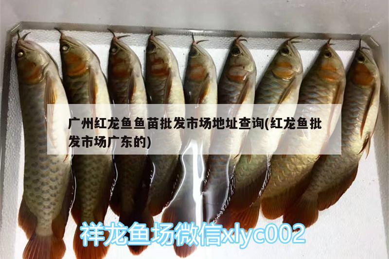 廣州紅龍魚魚苗批發(fā)市場(chǎng)地址查詢(紅龍魚批發(fā)市場(chǎng)廣東的) 龍魚批發(fā)