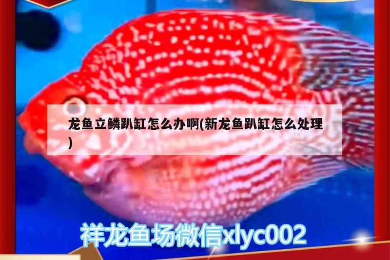 龍魚(yú)立鱗趴缸怎么辦啊(新龍魚(yú)趴缸怎么處理)