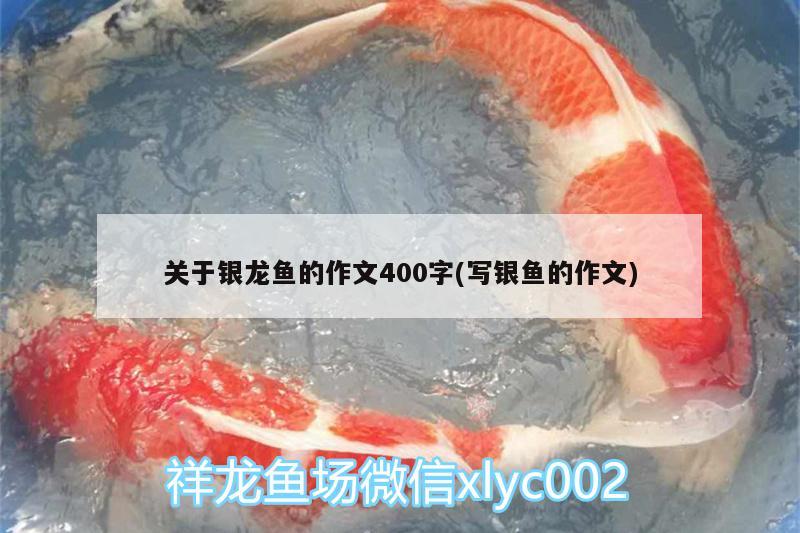 關(guān)于銀龍魚(yú)的作文400字(寫(xiě)銀魚(yú)的作文)