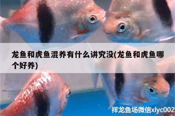 廈門水族箱去哪里買，小米智能魚缸代工廠是哪家