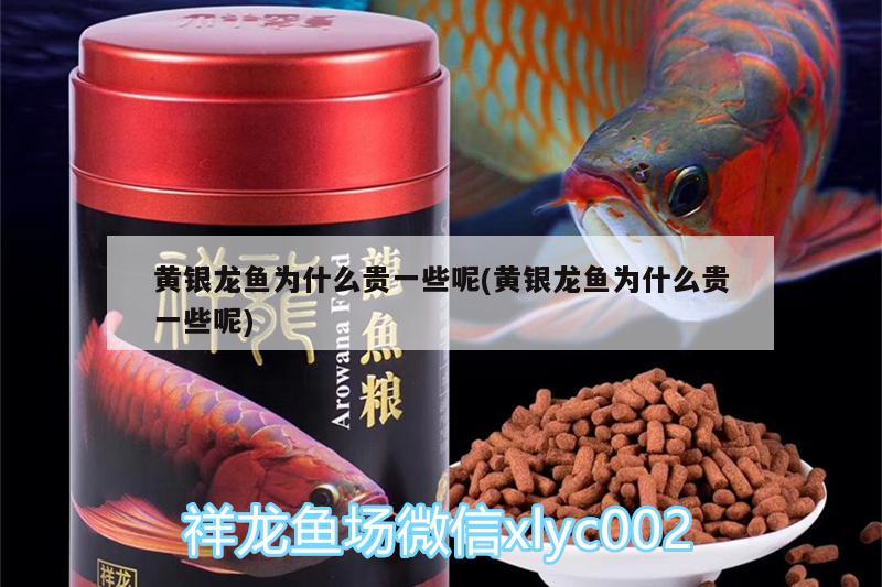 黃銀龍魚(yú)為什么貴一些呢(黃銀龍魚(yú)為什么貴一些呢)