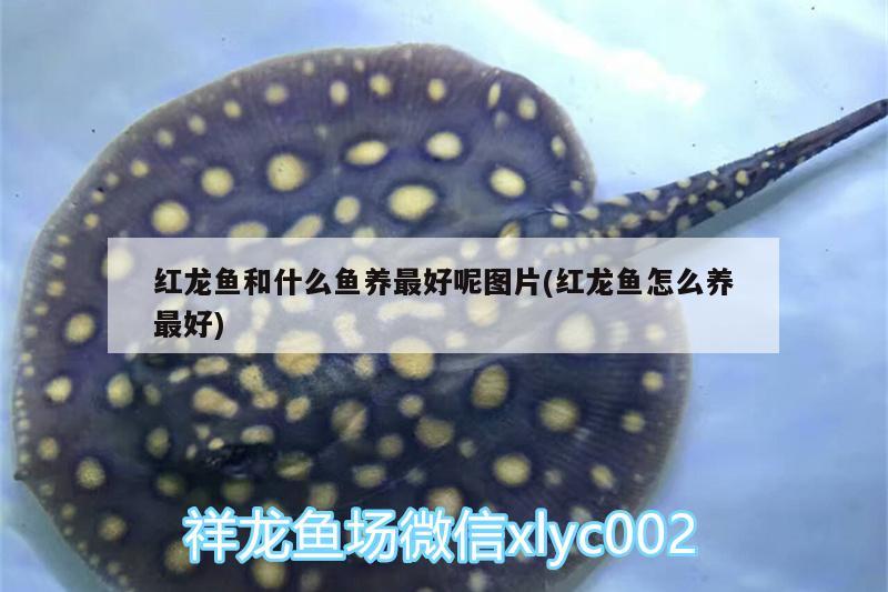 銀龍魚小缸可以養(yǎng)嗎視頻教程（銀龍魚小缸養(yǎng)會長多大） 銀龍魚 第2張