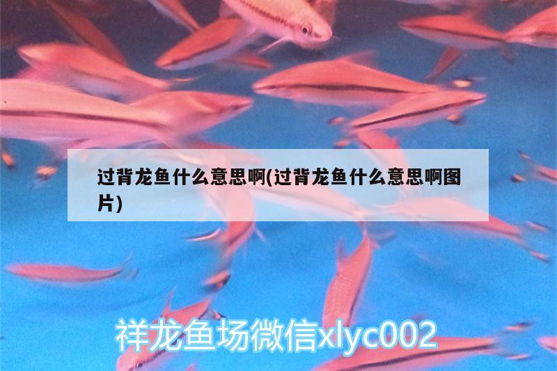 過背龍魚什么意思啊(過背龍魚什么意思啊圖片)