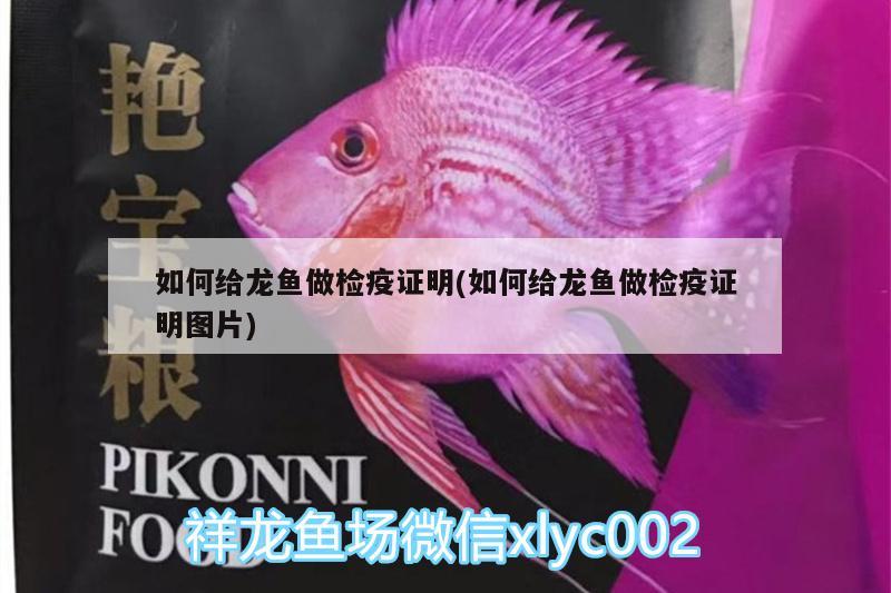 如何給龍魚做檢疫證明(如何給龍魚做檢疫證明圖片) 古典過背金龍魚