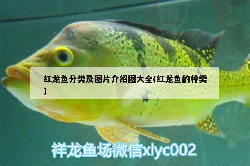 金龍魚的正確做法，清蒸金龍魚的5大竅門