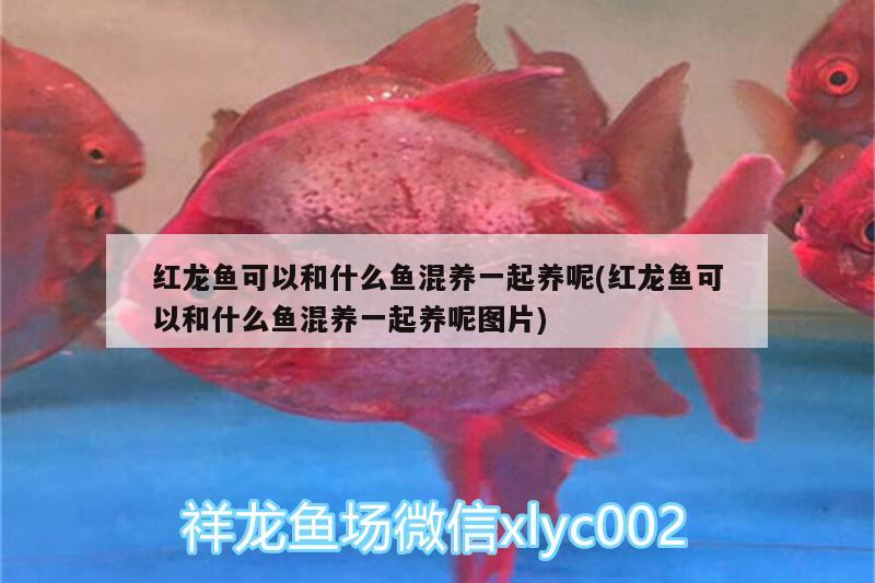 龍魚配虎魚怎么樣養(yǎng)活(龍魚和虎魚怎樣搭配) 虎魚百科