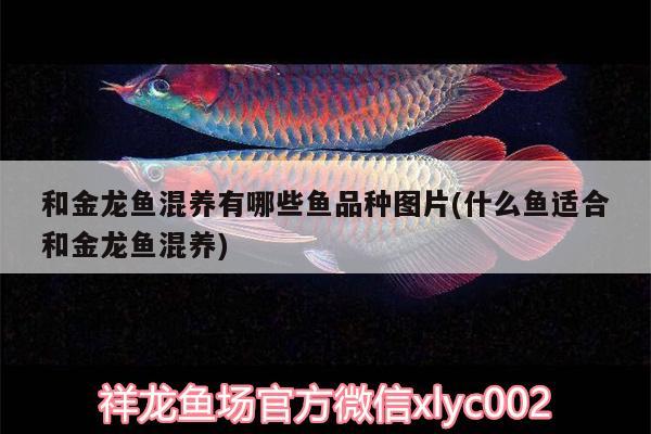 和金龍魚混養(yǎng)有哪些魚品種圖片(什么魚適合和金龍魚混養(yǎng)) 印尼虎苗