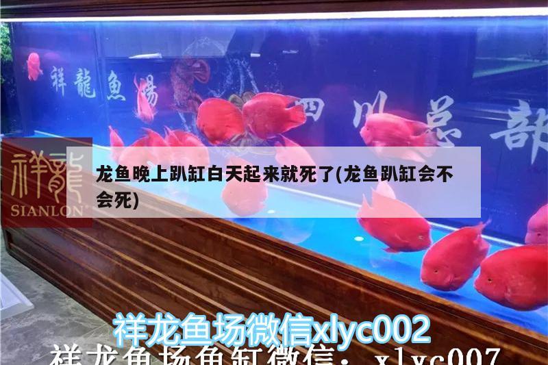 黃鰭鯧和龍魚混養(yǎng)視頻播放(黃鰭鯧可以跟魟魚混養(yǎng)嗎)