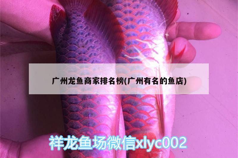 廣州龍魚商家排名榜(廣州有名的魚店)