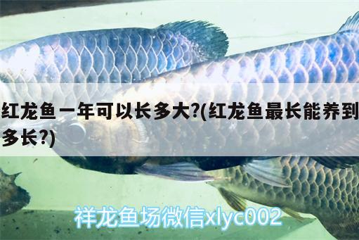 紹興定做魚缸的地方有哪些店：紹興定做魚缸的地方有哪些店