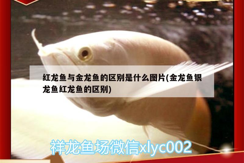 紅龍魚與金龍魚的區(qū)別是什么圖片(金龍魚銀龍魚紅龍魚的區(qū)別) 銀龍魚