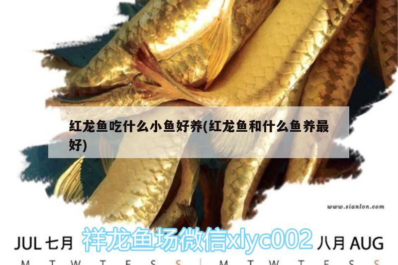 紅龍魚吃什么小魚好養(yǎng)(紅龍魚和什么魚養(yǎng)最好)