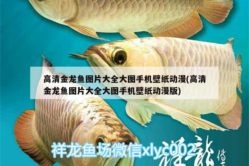 高清金龍魚圖片大全大圖手機(jī)壁紙動漫(高清金龍魚圖片大全大圖手機(jī)壁紙動漫版)