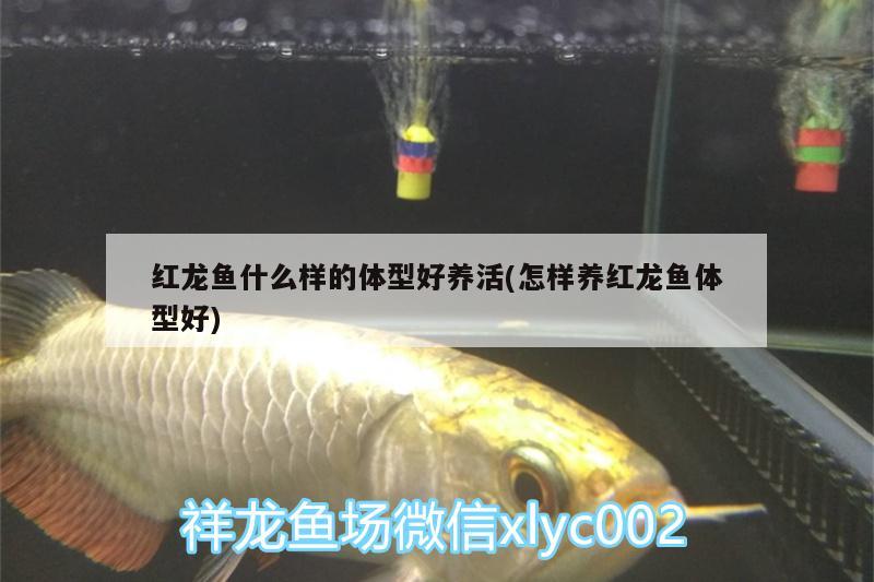 大慶水族批發(fā)市場電話號碼大慶水族批發(fā)市場在哪個位置，大慶水族批發(fā)市場位置 觀賞魚水族批發(fā)市場 第1張