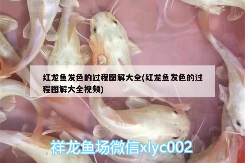 龍魚好多錢（最便宜的金龍魚多少錢） 稀有金龍魚