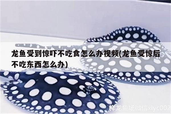 龍魚受到驚嚇不吃食怎么辦視頻(龍魚受驚后不吃東西怎么辦) 白條過背金龍魚