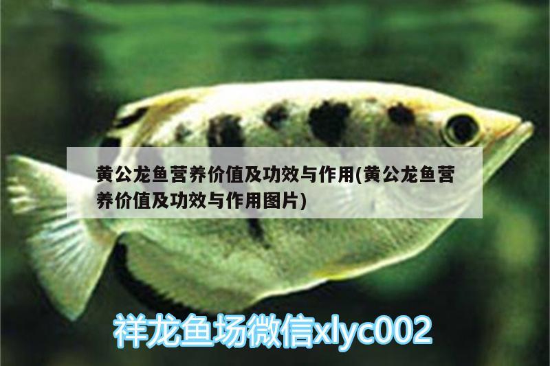 黃公龍魚營養(yǎng)價(jià)值及功效與作用(黃公龍魚營養(yǎng)價(jià)值及功效與作用圖片)