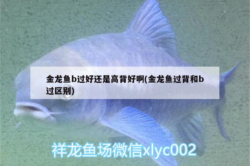 滁州魚缸生產(chǎn)廠家電話地址查詢魚缸生產(chǎn)廠家電話地址查詢方法，滁州魚缸生產(chǎn)廠家電話地址查詢