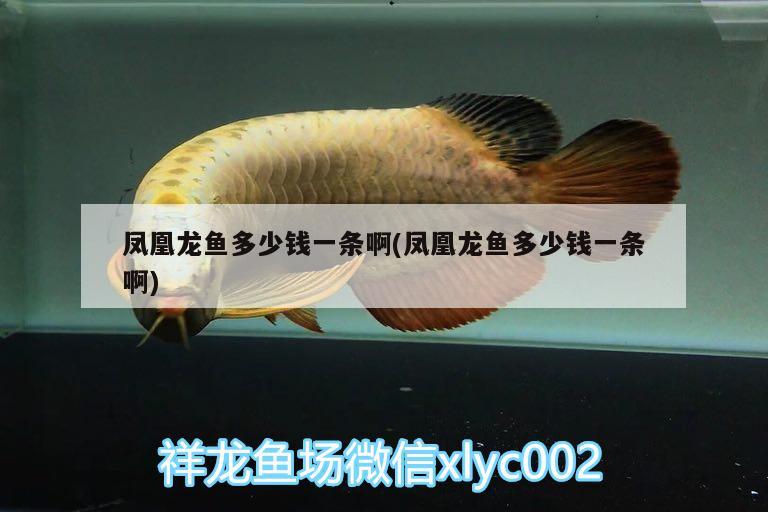 鳳凰龍魚多少錢一條啊(鳳凰龍魚多少錢一條啊) 一眉道人魚