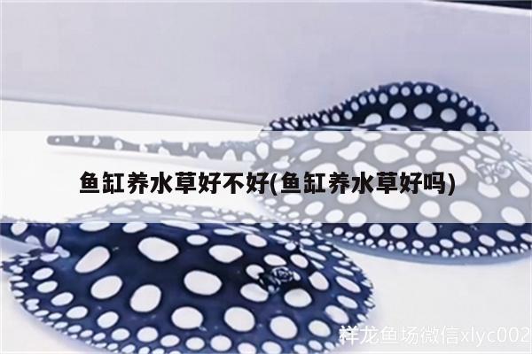 魚缸養(yǎng)水草好不好(魚缸養(yǎng)水草好嗎)